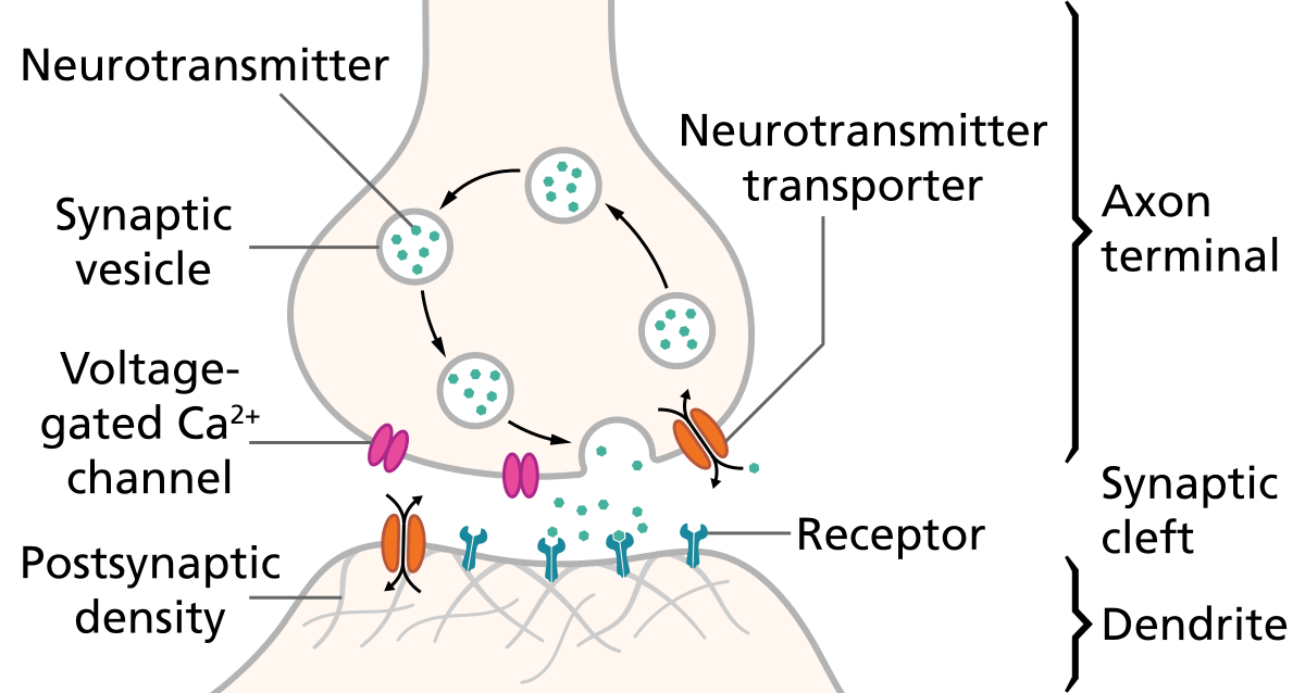 Neurotransmitter imbalance