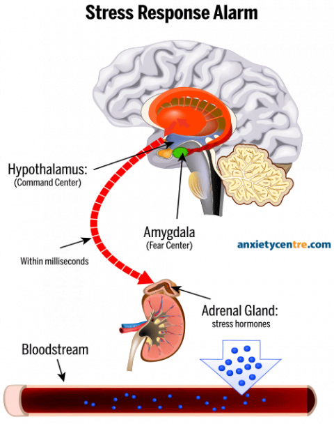 Anatomy of an Anxiety Attack | Beatanxiety