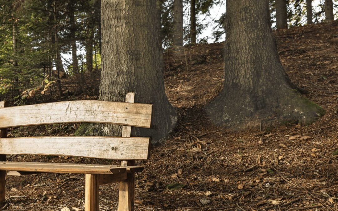 Empty wooden bench in a forest