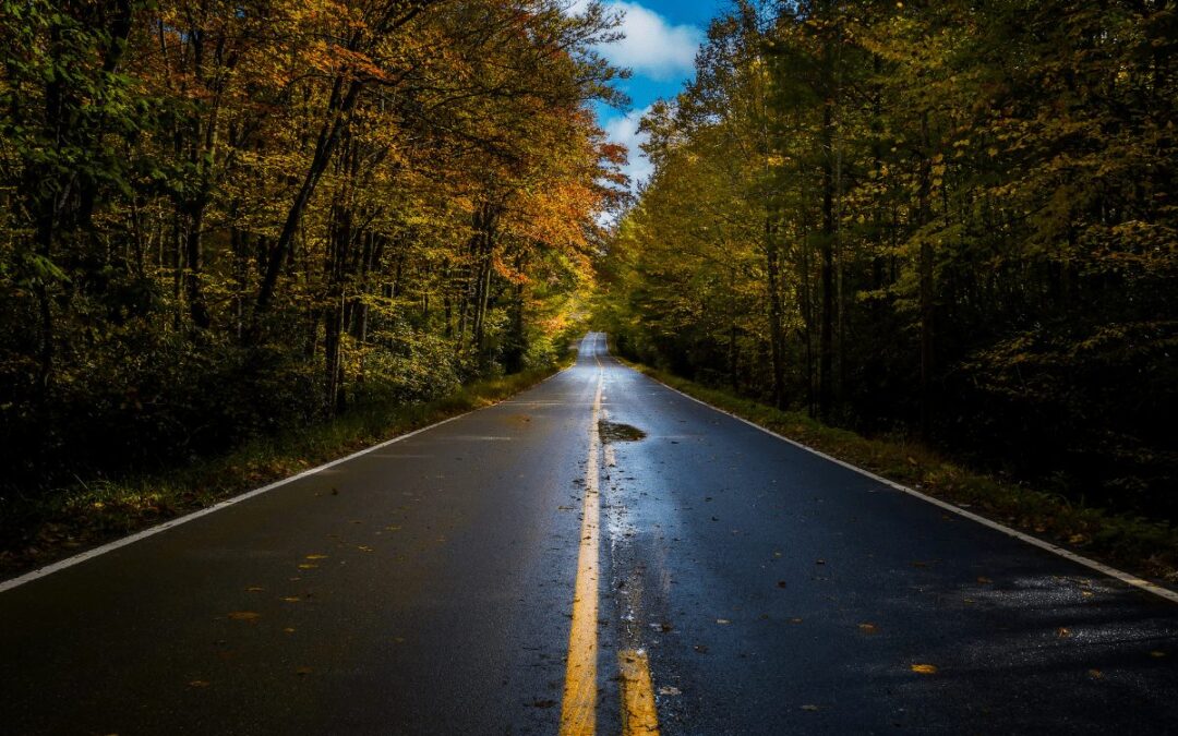 A tree-lined road with autumn foliage under a blue sky