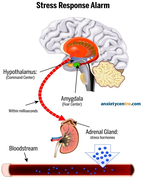 anatomy anxiety attack